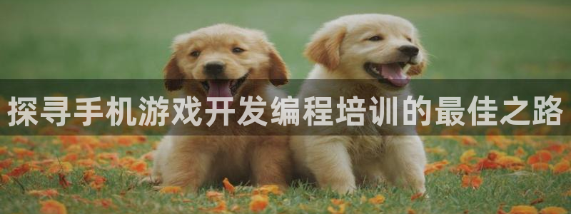 沐鸣科技：探寻手机游戏开发编程培训的最佳
